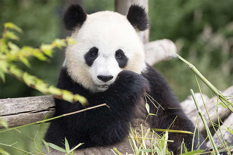 Le Zoopark de Beauval