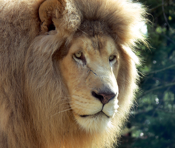 Le Zoo Parc de Beauval