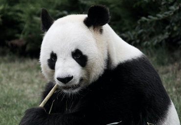 Zoo de Beauval